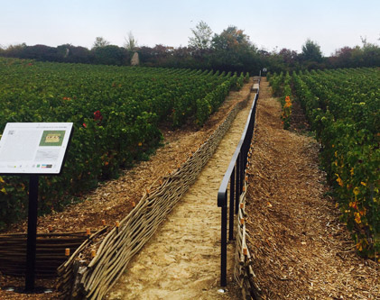 Photo d’un parcours à flanc de coteau des vignes