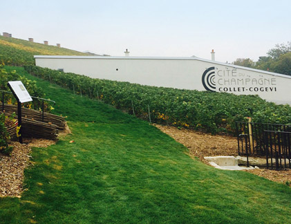 Photo d’un parcours à flanc de coteau des vignes